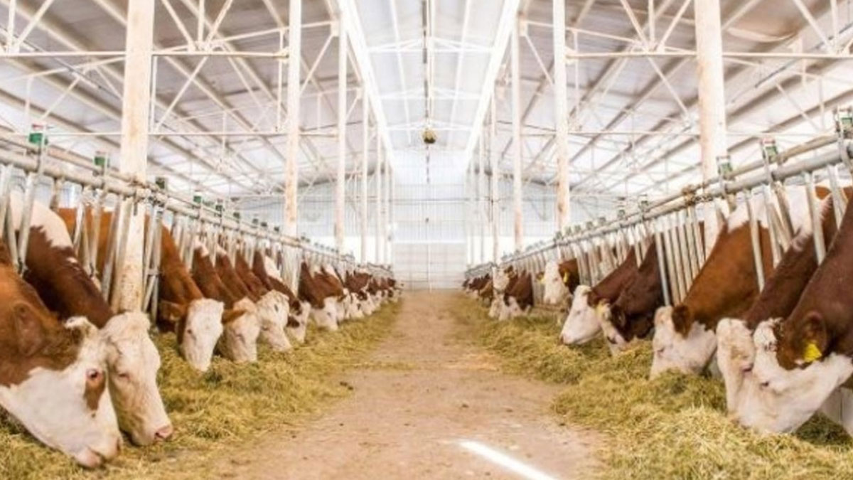 eski hukumlu devlet destegiyle basladi 6 yildir surduruyor yVL3x3zW