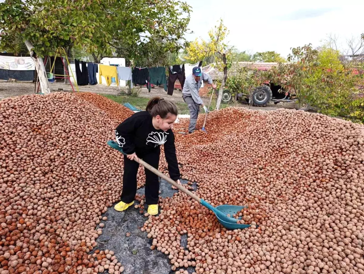 edirnede ceviz hasadi basladi nXNyjrhC.jpg
