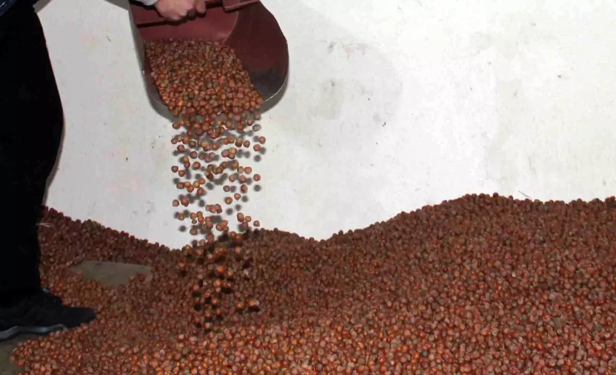 findik fiyatlari giresunda dususe gecti tarim kredi kooperatifleri fiyatlari yukseltti ixSFHI2L.jpg