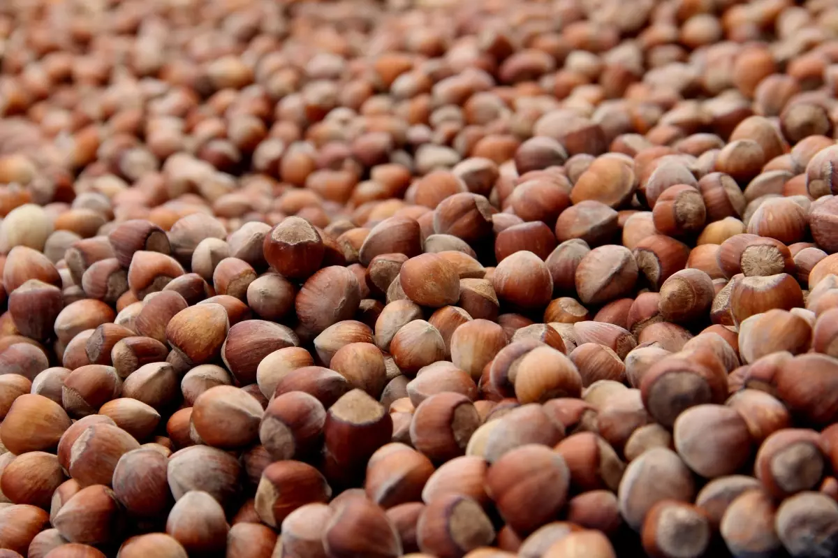 findikta 250 bin ton rekolte kaybi kahverengi kokarca ve kuraklik tehdit ediyor Ri5WWq4Q.jpg