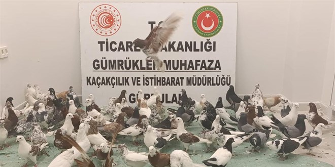 turkiyeye giris yapan tirda kacak guvercin operasyonu jkLwG74X.jpg
