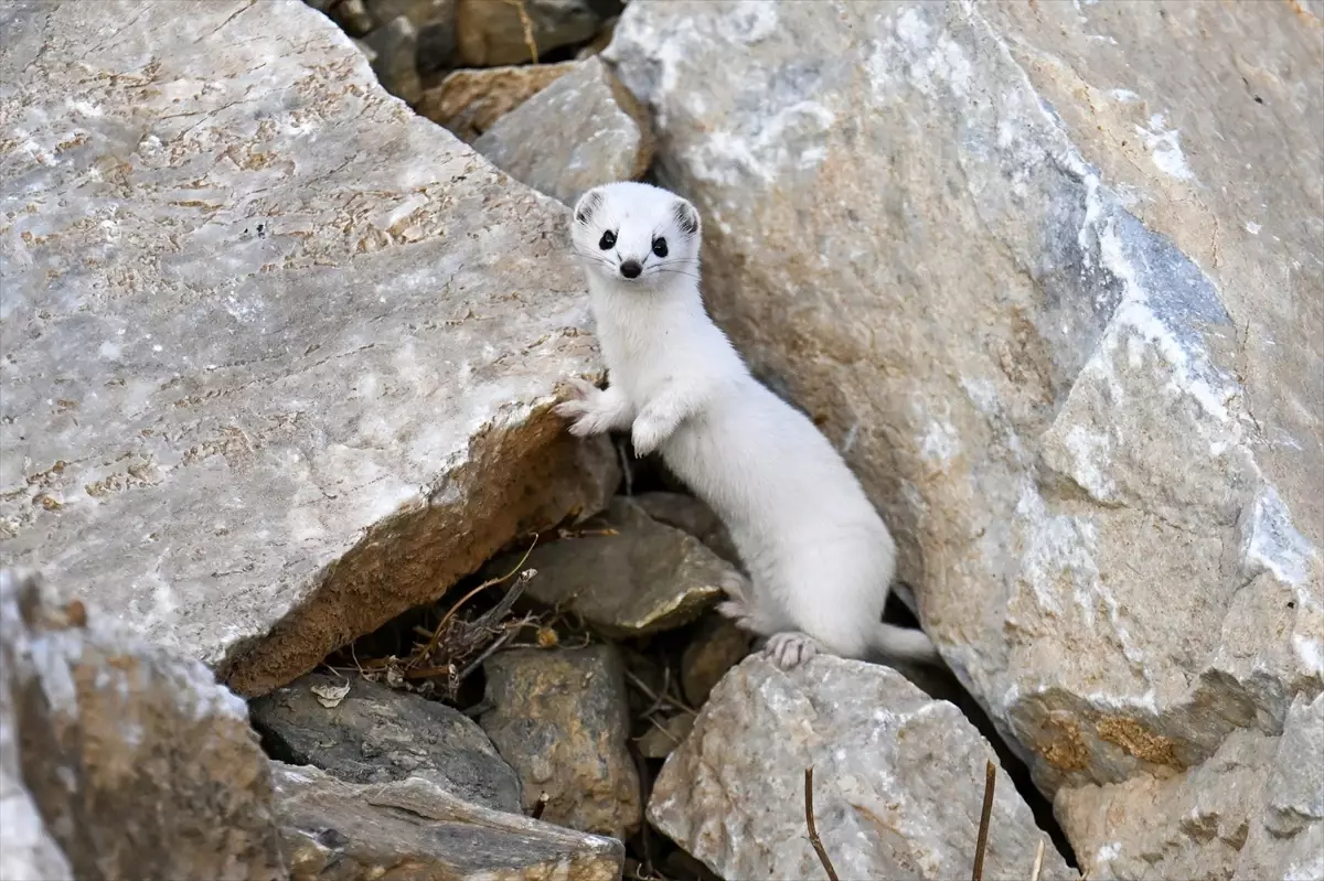 Van’da Nadir Görülen Gelincik Doğada Görüntülendi