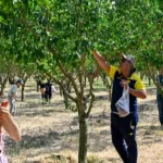 Baskentliler ata ciftliginde hasat yapti MfDyPPIx