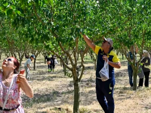 Baskentliler ata ciftliginde hasat yapti MfDyPPIx