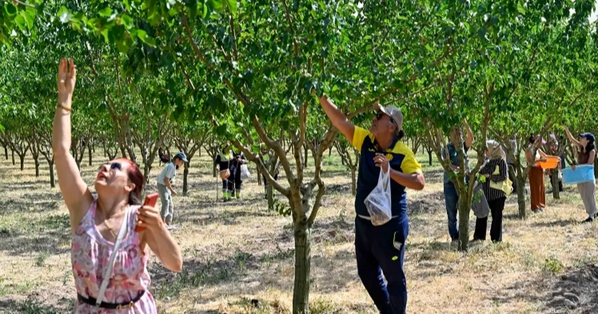 Baskentliler ata ciftliginde hasat yapti MfDyPPIx